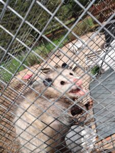 Animal Removal Osceola County